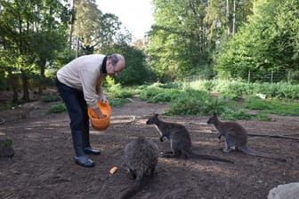 Norbert Lux beim Füttern seiner ungewöhnlichen Haustiere – er hat 15 Kängurus im Garten.