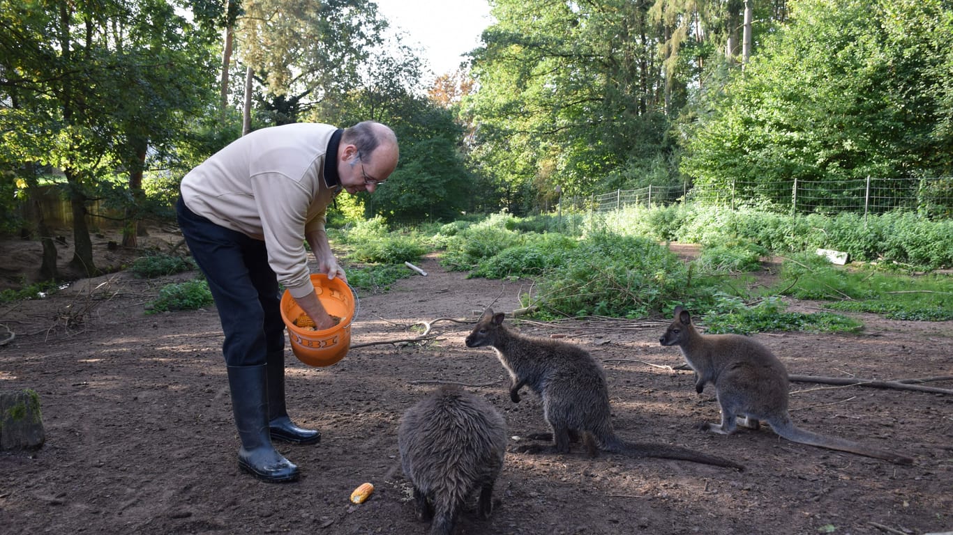 Norbert Lux beim Füttern seiner ungewöhnlichen Haustiere – er hat 15 Kängurus im Garten.