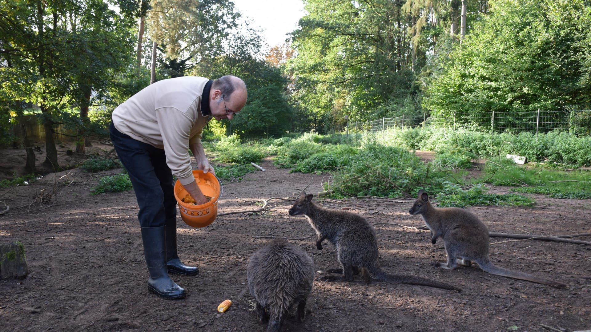 Norbert Lux beim Füttern seiner ungewöhnlichen Haustiere – er hat 15 Kängurus im Garten.