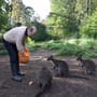 Landkreis Fürth: In diesem Garten in Franken hüpfen 15 Kängurus 