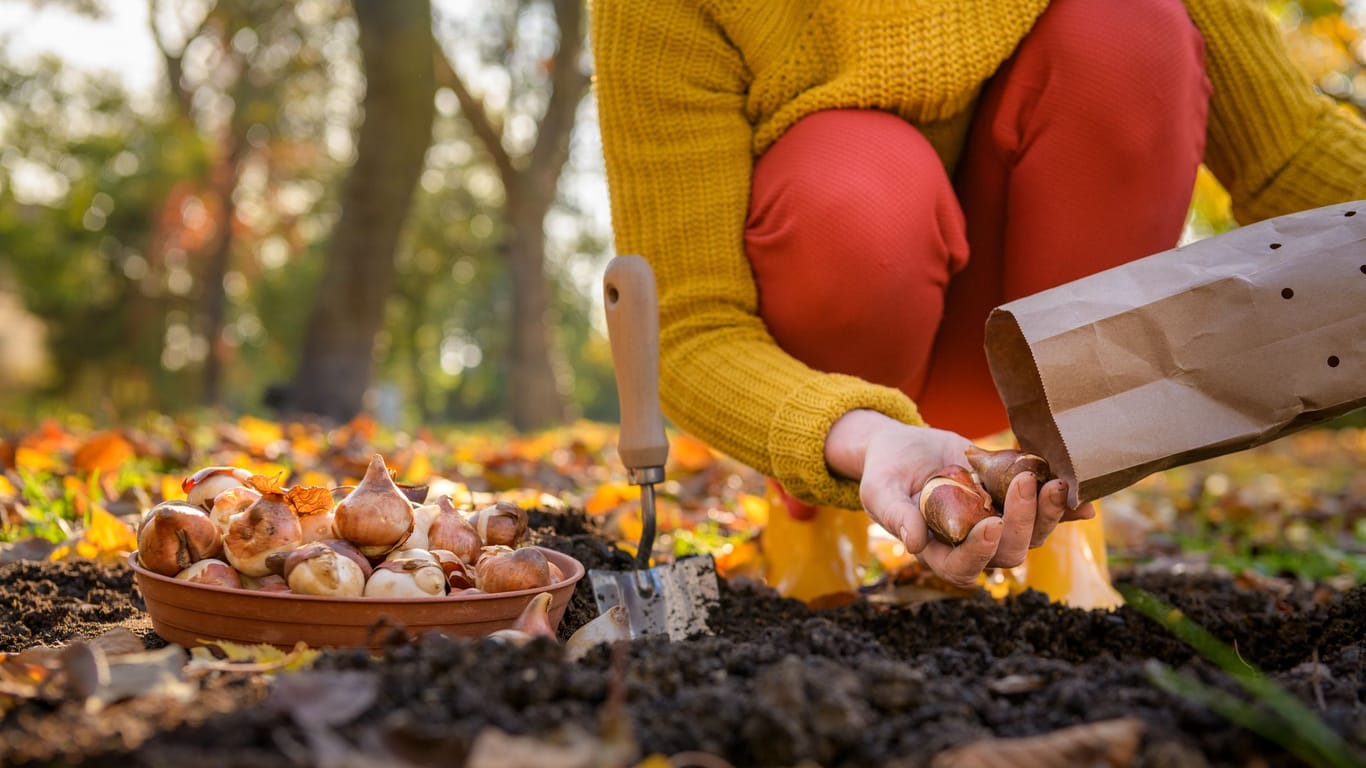 Klassische Zwiebelblumen wie Tulpen können gut im Herbst gesetzt werden und unterstützen im Frühling das Ökosystem.