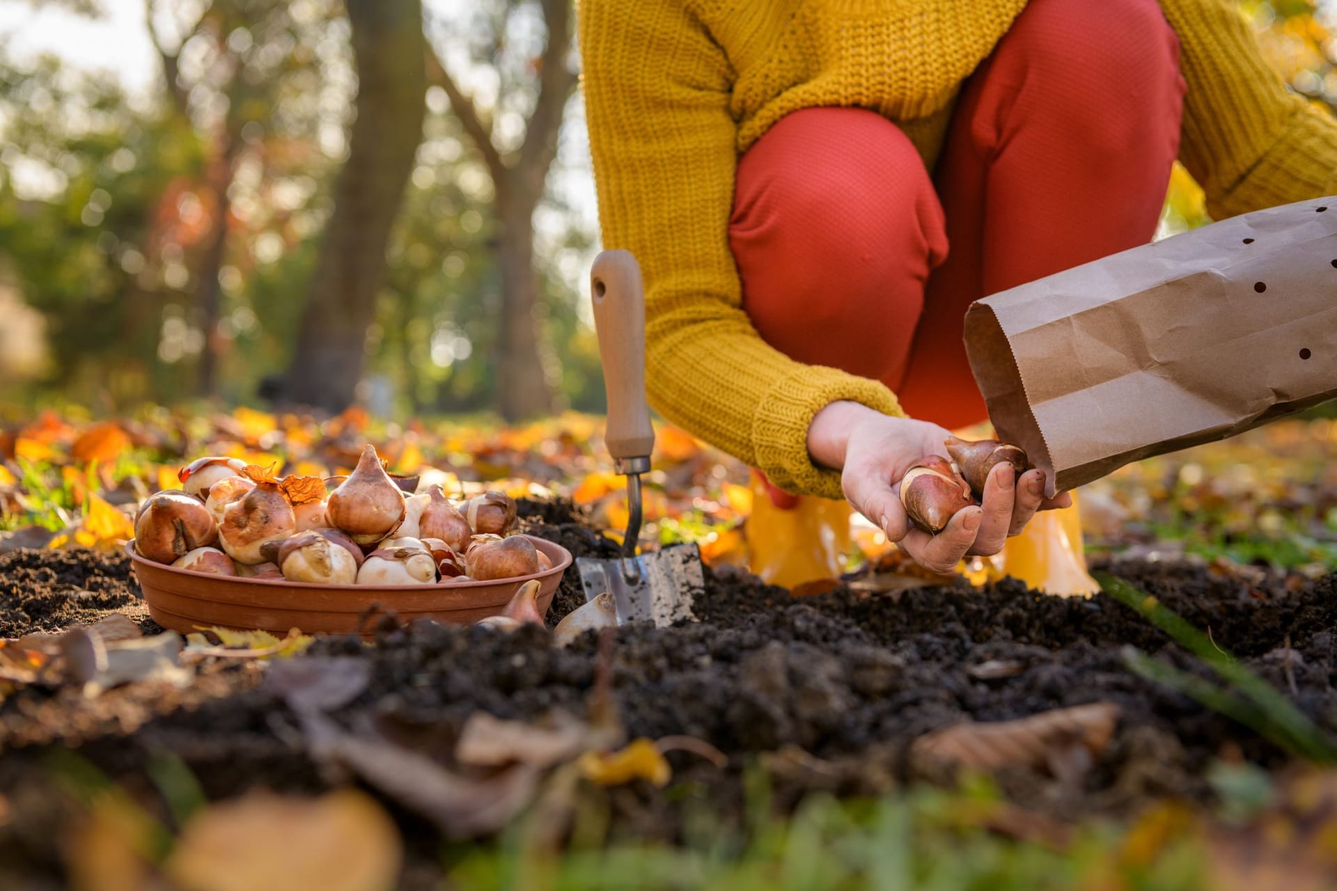 Klassische Zwiebelblumen wie Tulpen können gut im Herbst gesetzt werden und unterstützen im Frühling das Ökosystem.