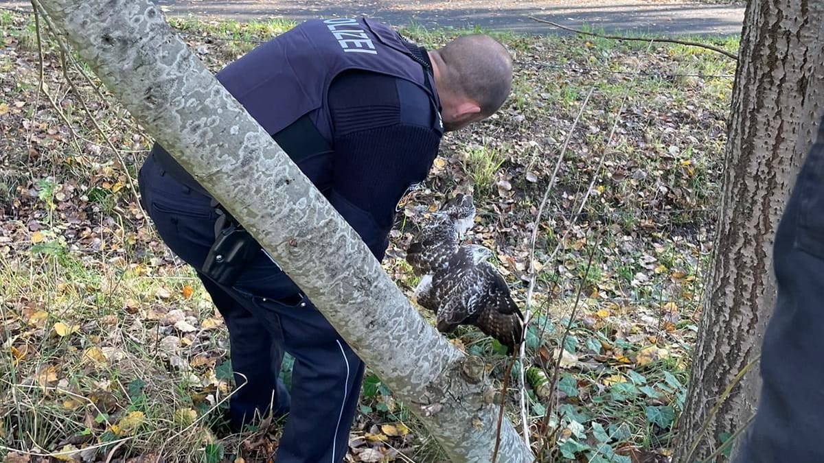 Einsatzkräfte der Bremerhavener Polizei befreien den Greifvogel aus dem Maschendrahtzaun. Einsatzkräfte der Bremerhavener Polizei befreien den Greifvogel aus dem Maschendrahtzaun.