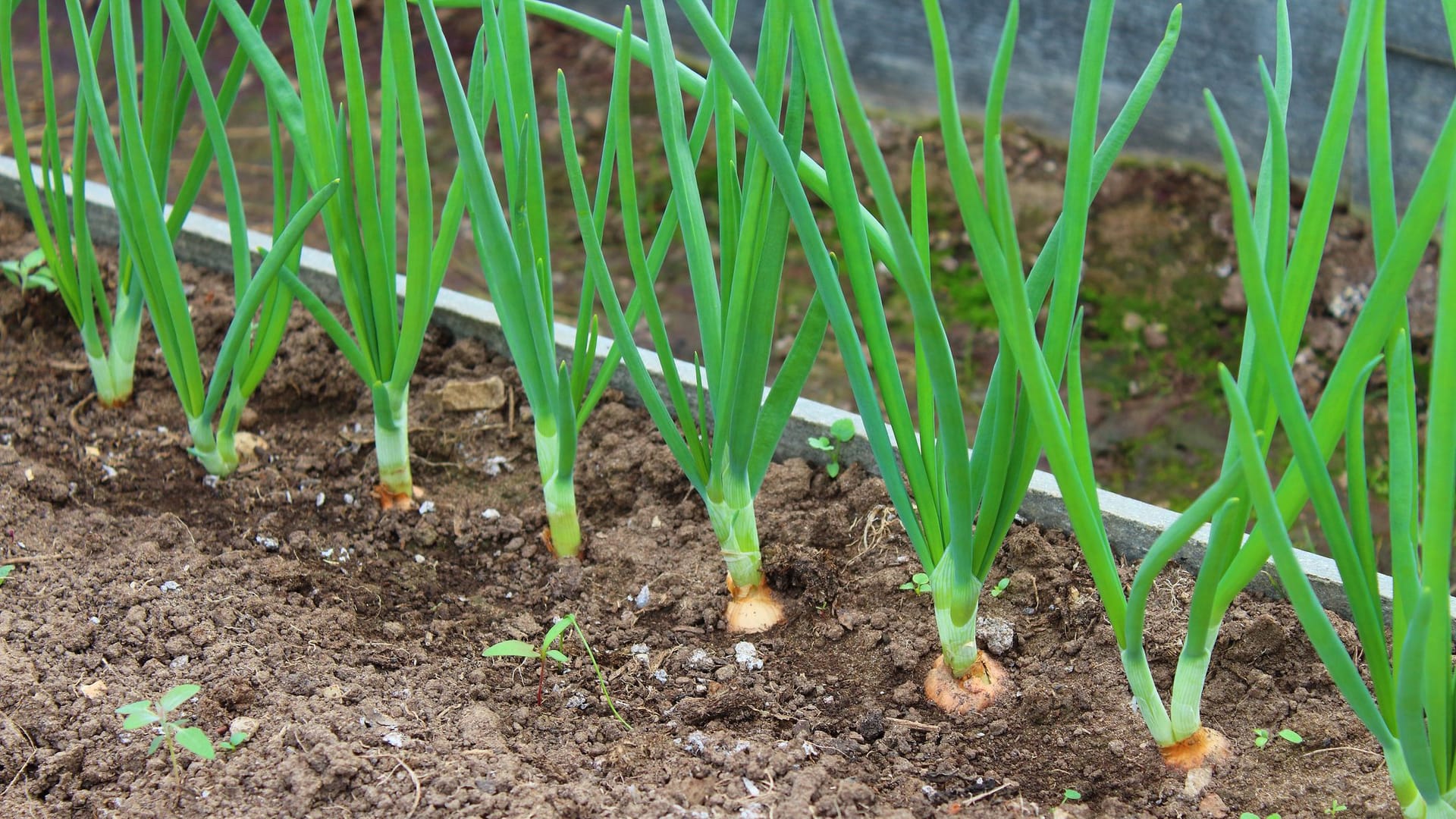 Frühlingszwiebeln eignen sich besonders gut für das Herbst-Hochbeet.