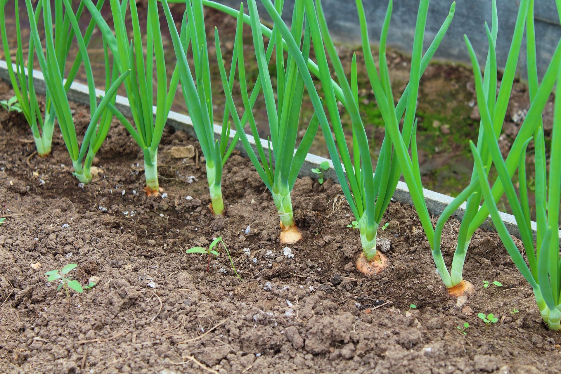 Frühlingszwiebeln eignen sich besonders gut für das Herbst-Hochbeet.