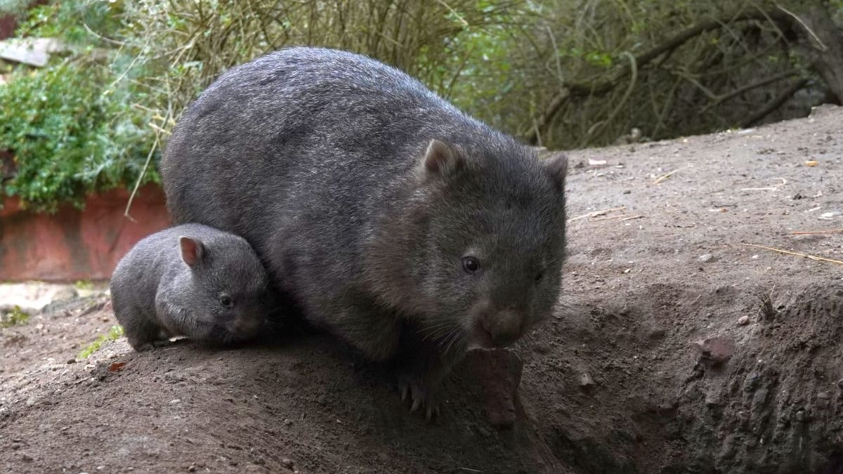 Der Wombat-Nachwuchs mit seiner Mutter Maya: Das kleine Tier hat den Beutel verlassen.