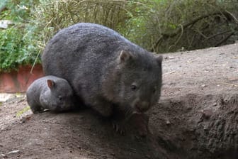 Der Wombat-Nachwuchs mit seiner Mutter Maya: Das kleine Tier hat den Beutel verlassen.