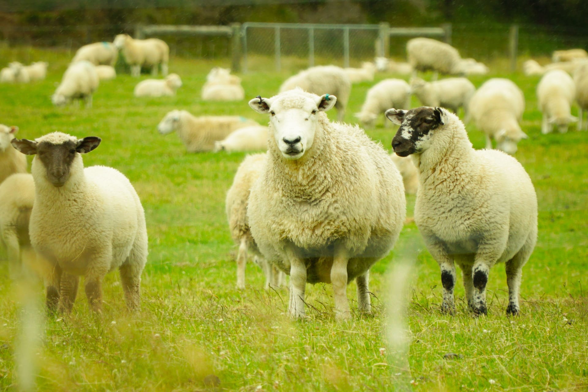 Schafe auf einer Herde (Symbolfoto): Die Blauzungen-Krankheit breitet sich in Deutschland immer weiter aus.