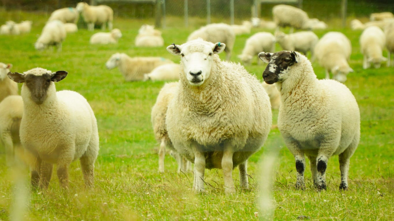 Schafe auf einer Herde (Symbolfoto): Die Blauzungen-Krankheit breitet sich in Deutschland immer weiter aus.