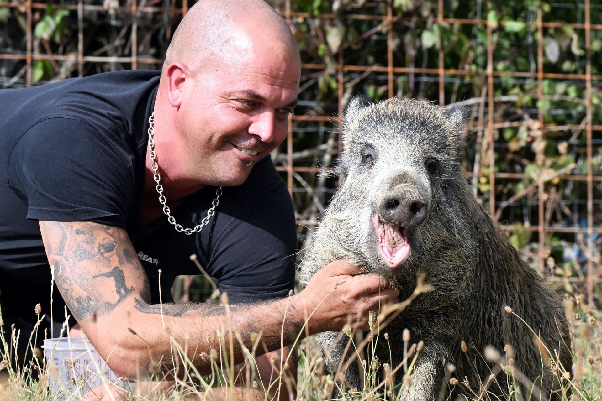 Der Mann hat Schwein – und es heißt Friedrich Hannibal Schnitzel.