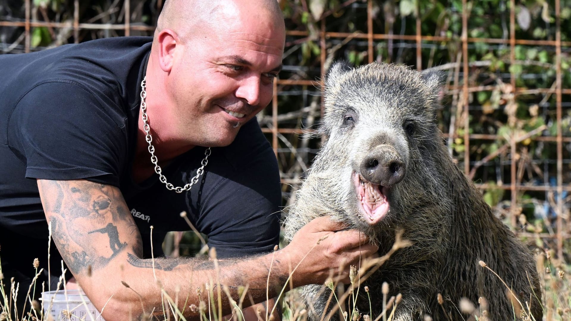 Der Mann hat Schwein – und es heißt Friedrich Hannibal Schnitzel.