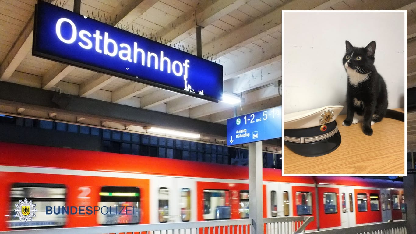 Eine junge Katze wurde am Sonntag gegen 23 Uhr an einem Münchner S-Bahnhof entdeckt.