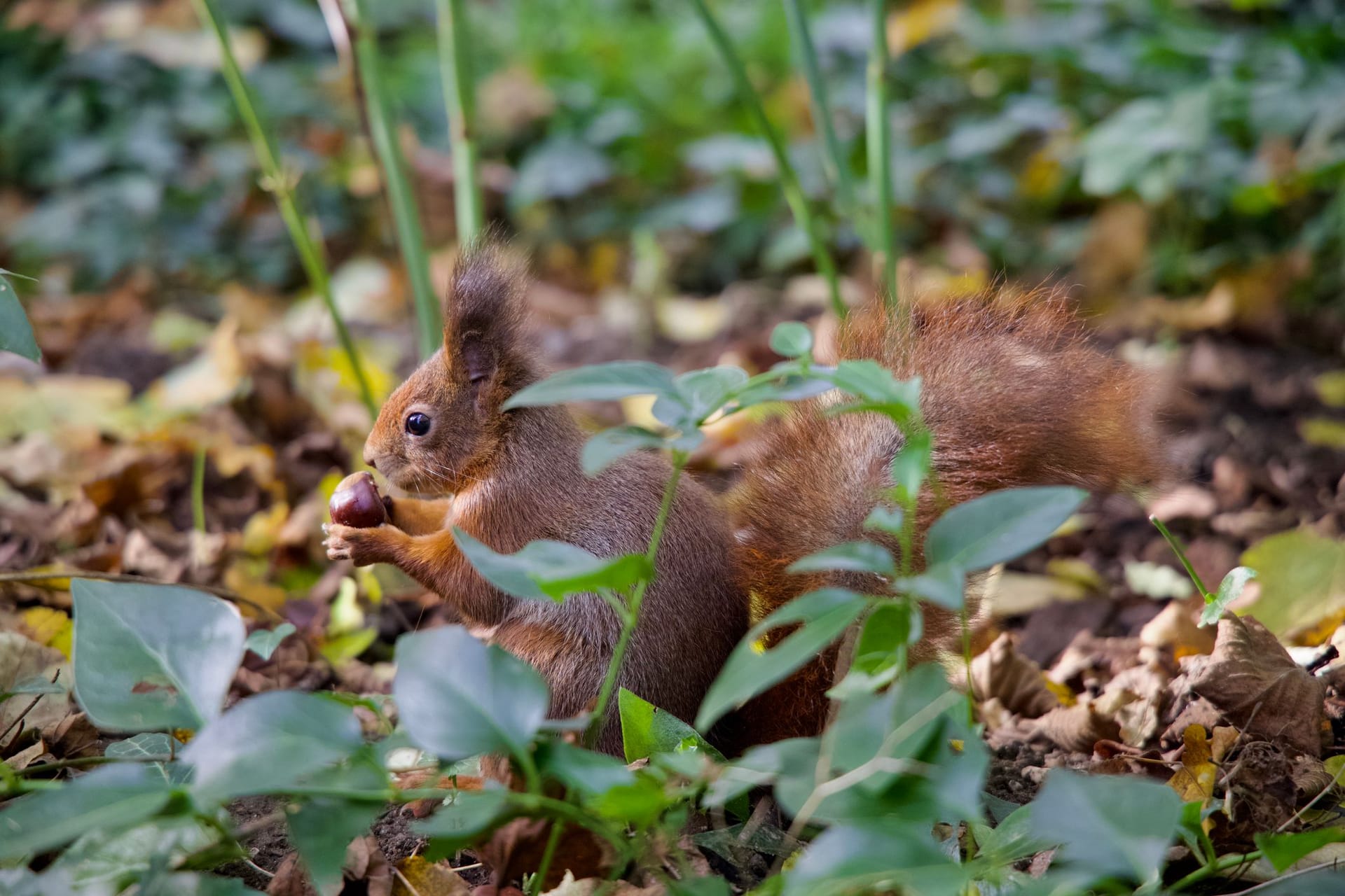 Wildtiere vertragen Kastanien besser als Haustiere.