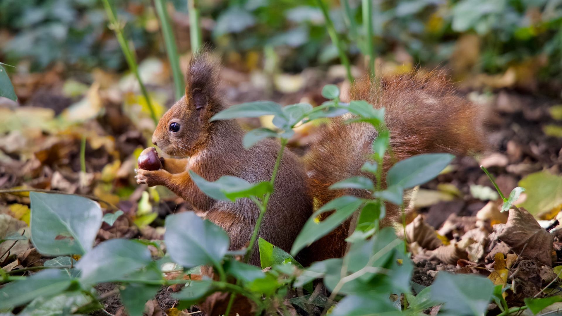 Wildtiere vertragen Kastanien besser als Haustiere.