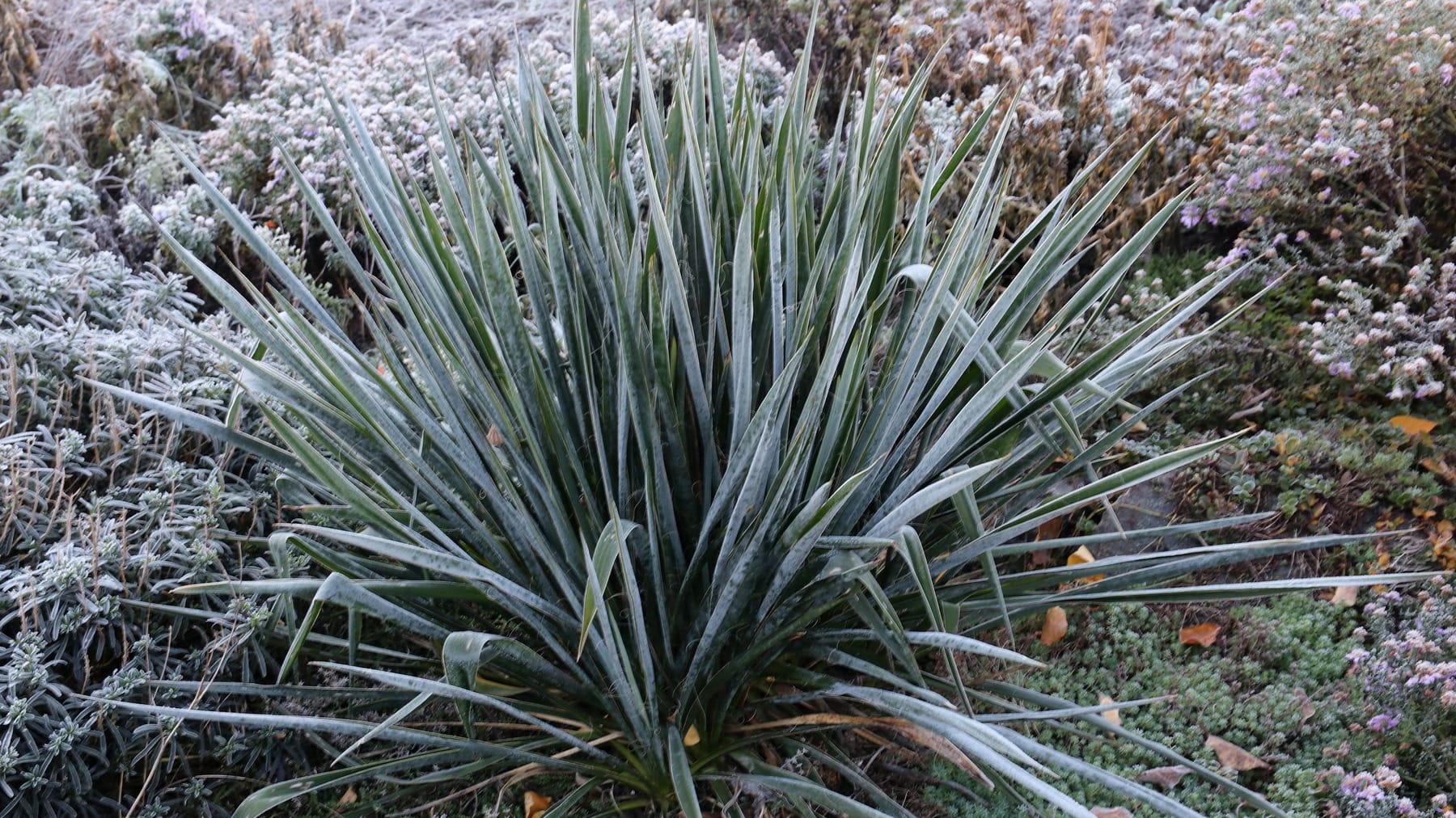 Garten: Winterharte Stauden für sonnige, trockene Plätze