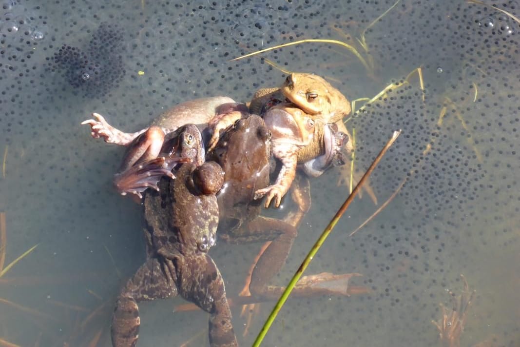 Mehrere männliche Frösche stürzen sich auf ein Weibchen.