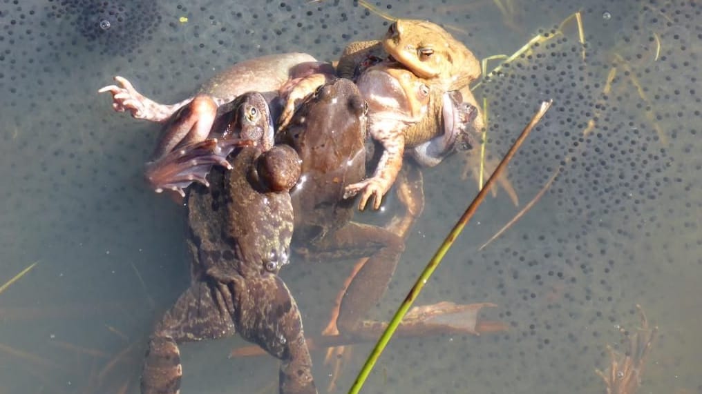 Mehrere männliche Frösche stürzen sich auf ein Weibchen.