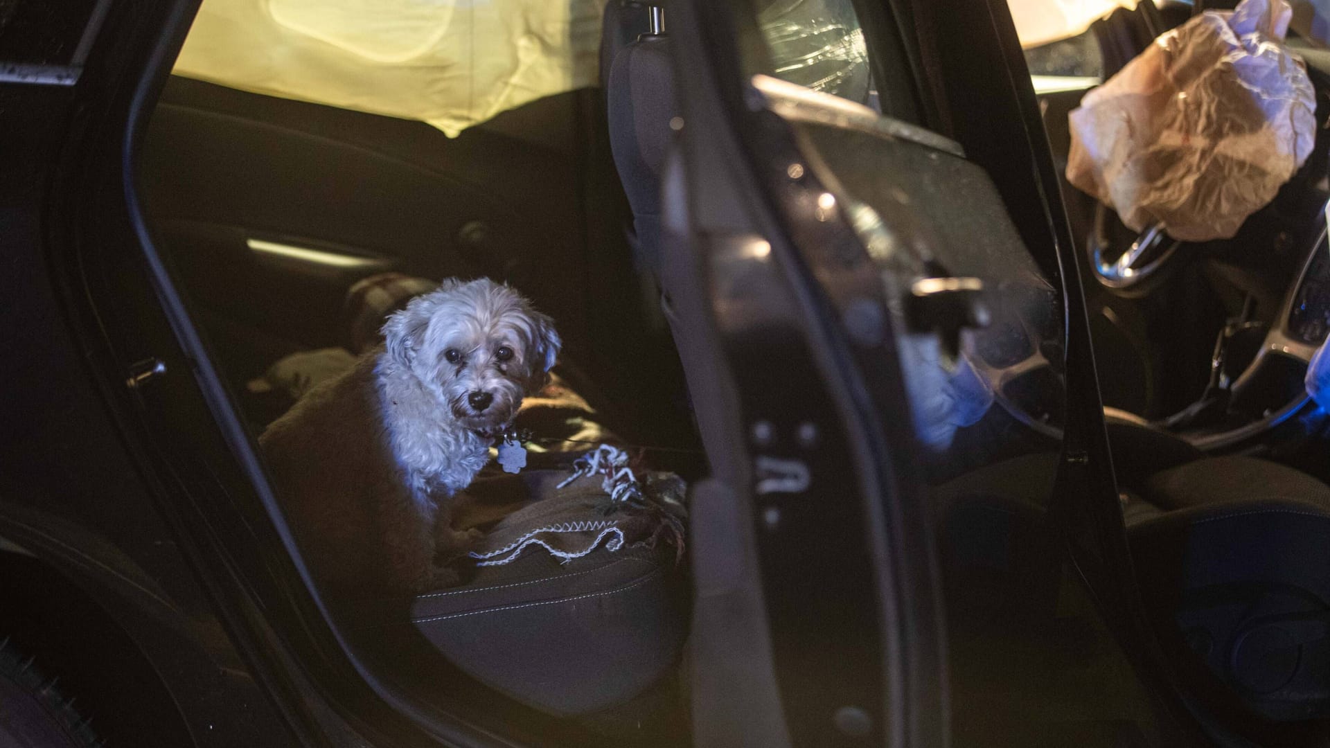 Unverletzter kleiner Hund im Unfallauto: Der Vierbeiner kam mit einem Schrecken davon. Unverletzter kleiner Hund im Unfallauto: Der Vierbeiner kam mit einem Schrecken davon.