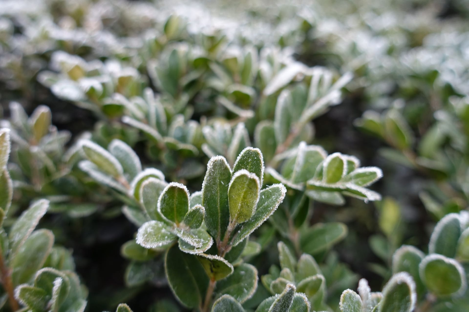 Immergrüne, winterharte Kübelpflanzen können Ihren Garten das ganze Jahr über verschönern.