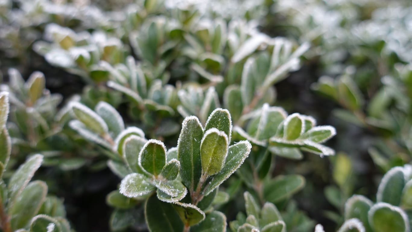 Immergrüne, winterharte Kübelpflanzen können Ihren Garten das ganze Jahr über verschönern.