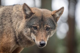 Ein Europäischer Wolf (Symbolbild): In Bremen hat sich nun ein Tier verirrt.