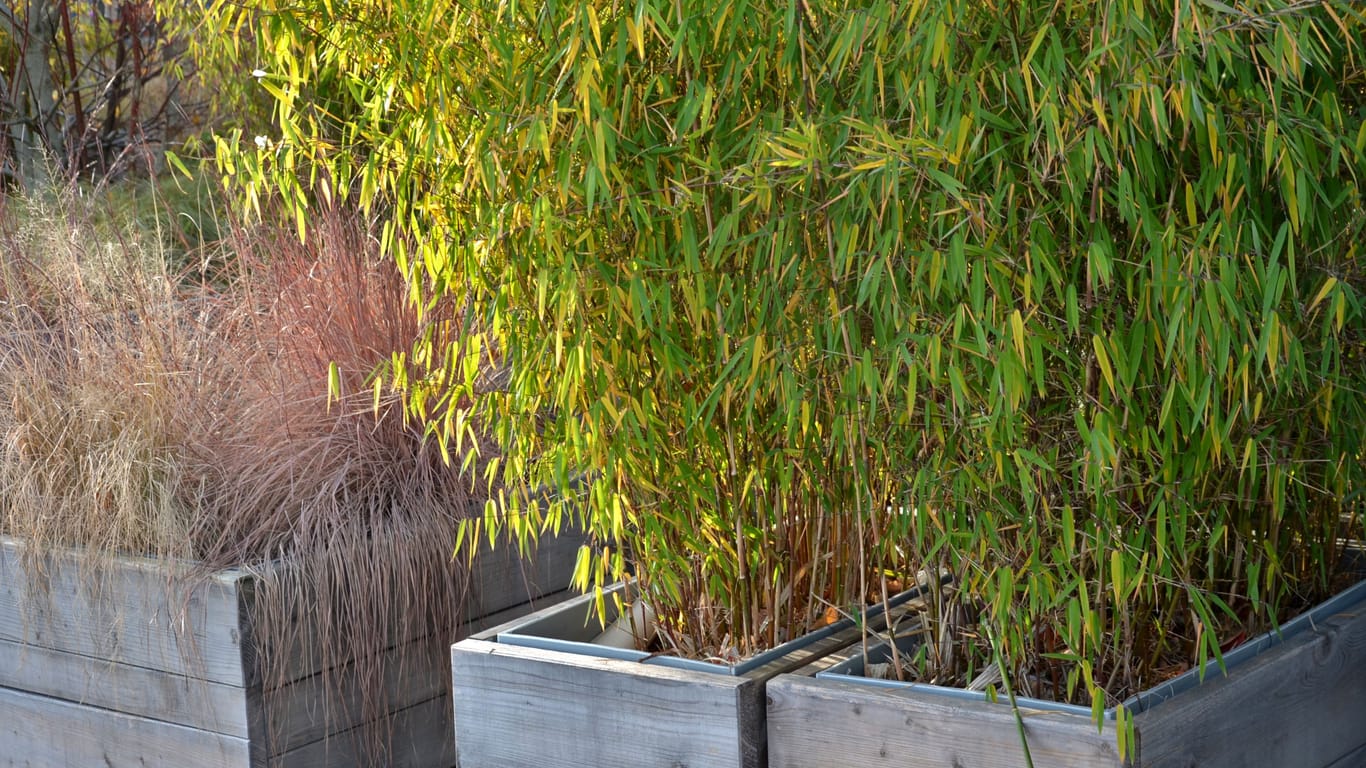Bambus ist eine Pflanze, die ursprünglich aus Asien kommt und heutzutage in vielen Gärten in Europa wächst.