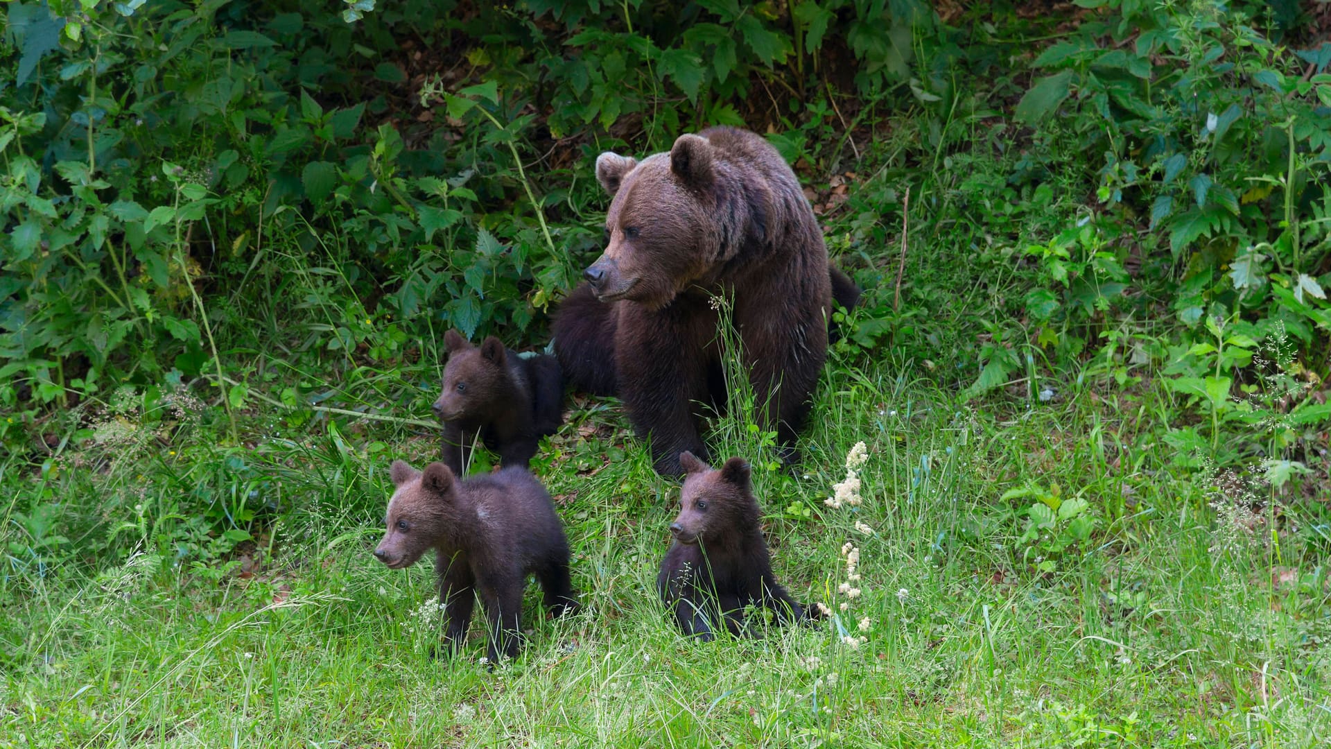 Europäischer Braunbär: In Rumänien gibt es mittlerweile 800 der Tiere.