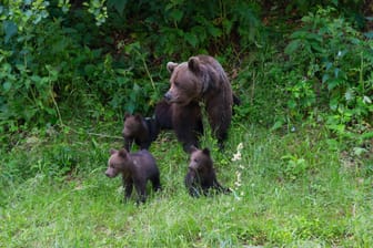 Europäischer Braunbär: In Rumänien gibt es mittlerweile 800 der Tiere.