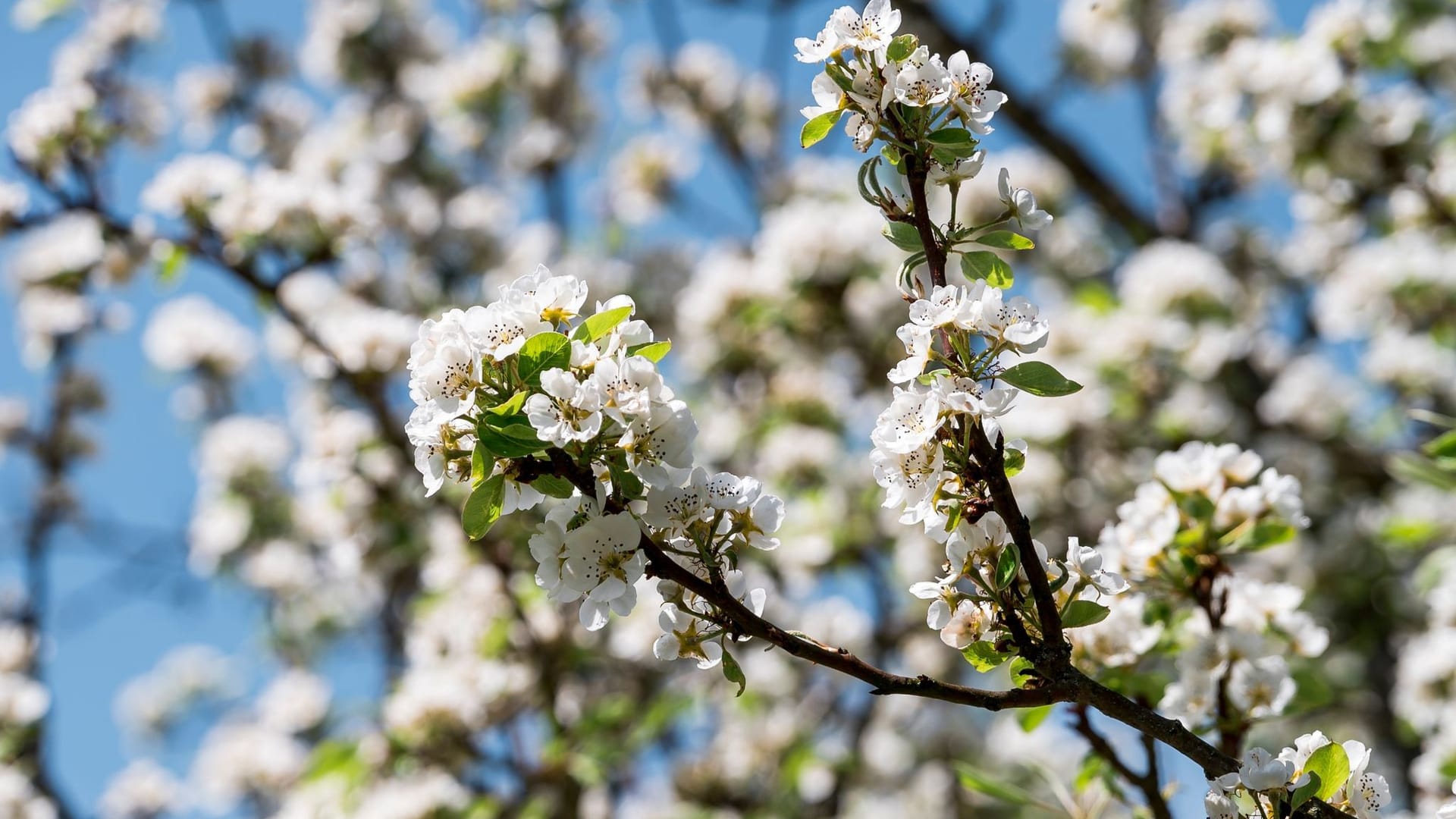 Die weißen Blüten der Birne