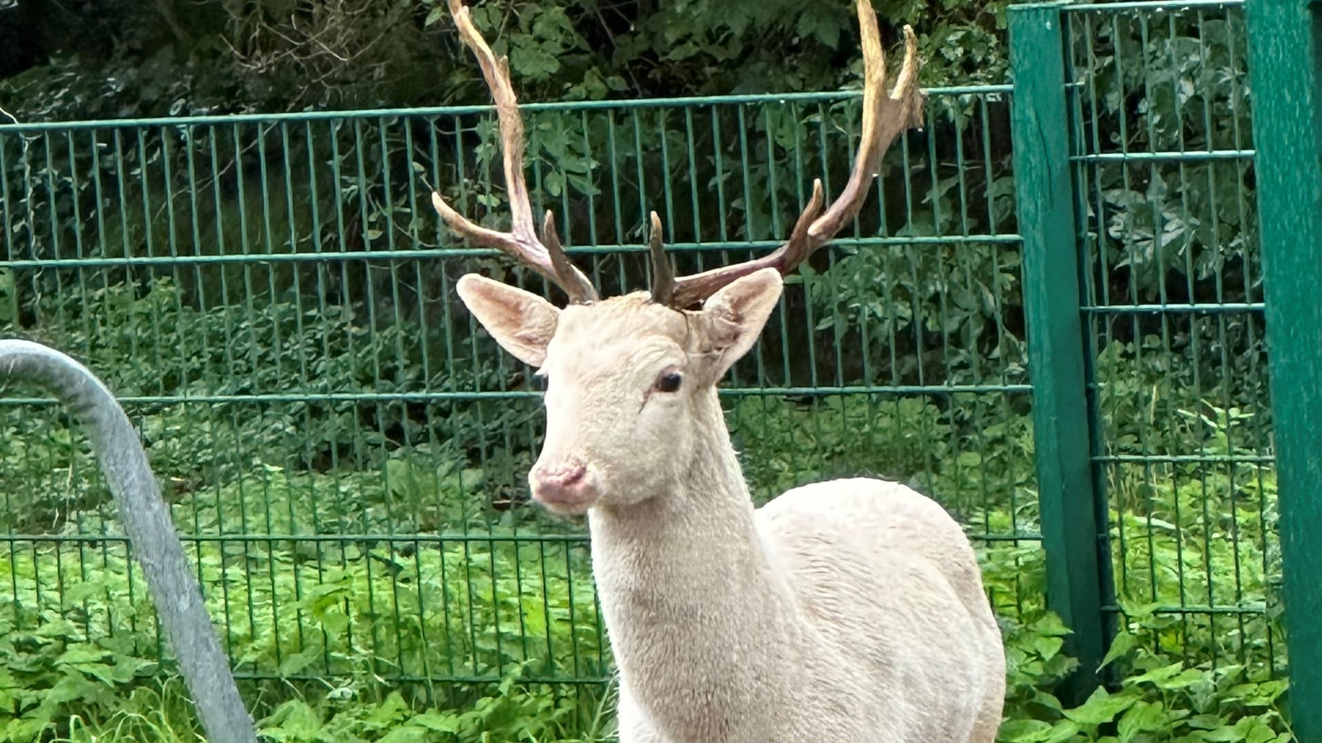 Der seltene weiße Hirsch soll seinem rechtmäßigen Besitzer entlaufen sein.