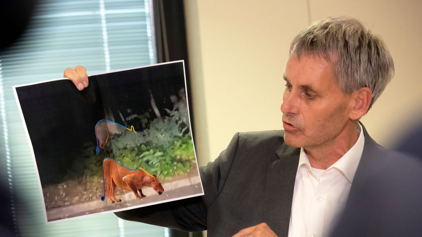 Rückblick in den Juli: Michael Grubert (SPD), erklärt anhand von Fotos, weshalb es sich bei dem gesuchten Raubtier um keine Löwin handelt. Tagelang war Kleinmachnow in den internationalen Medien.