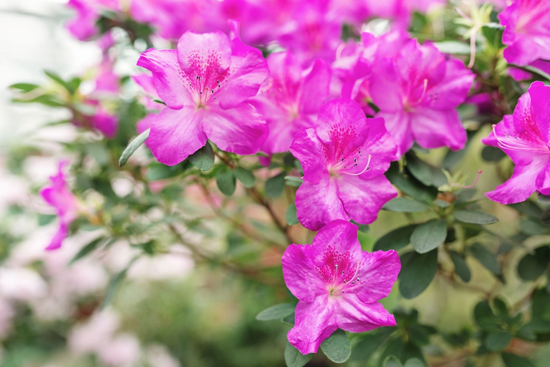 Rhododendron ist ein winterharter blühender Strauch, der bis zu zwei Meter hoch werden kann.