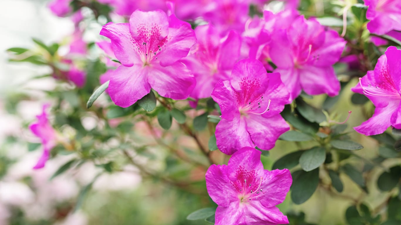 Rhododendron ist ein winterharter blühender Strauch, der bis zu zwei Meter hoch werden kann.
