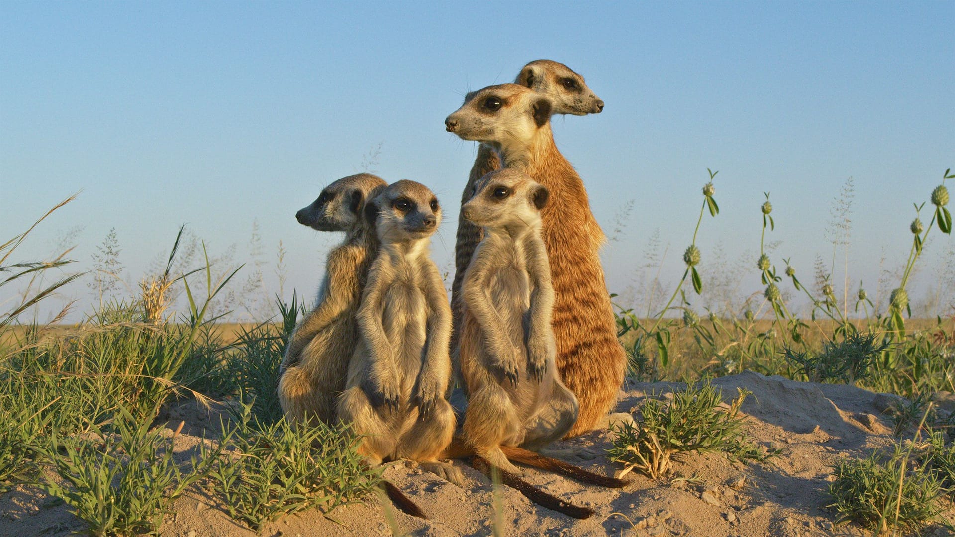 Eddi and his meerkat family