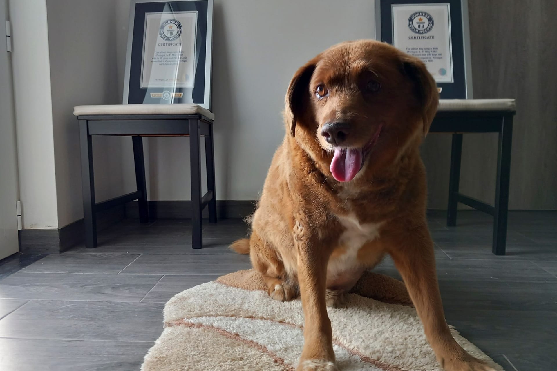Ältester Hund