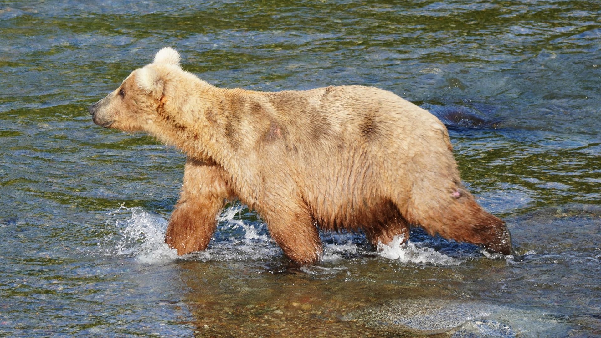 Braunbärin Grazer Braunbärin Grazer