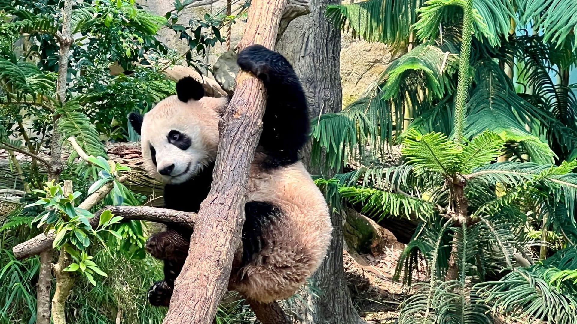 Panda Le Le in Singapur