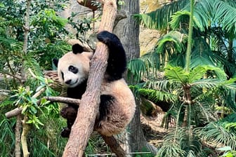 Panda Le Le in Singapur