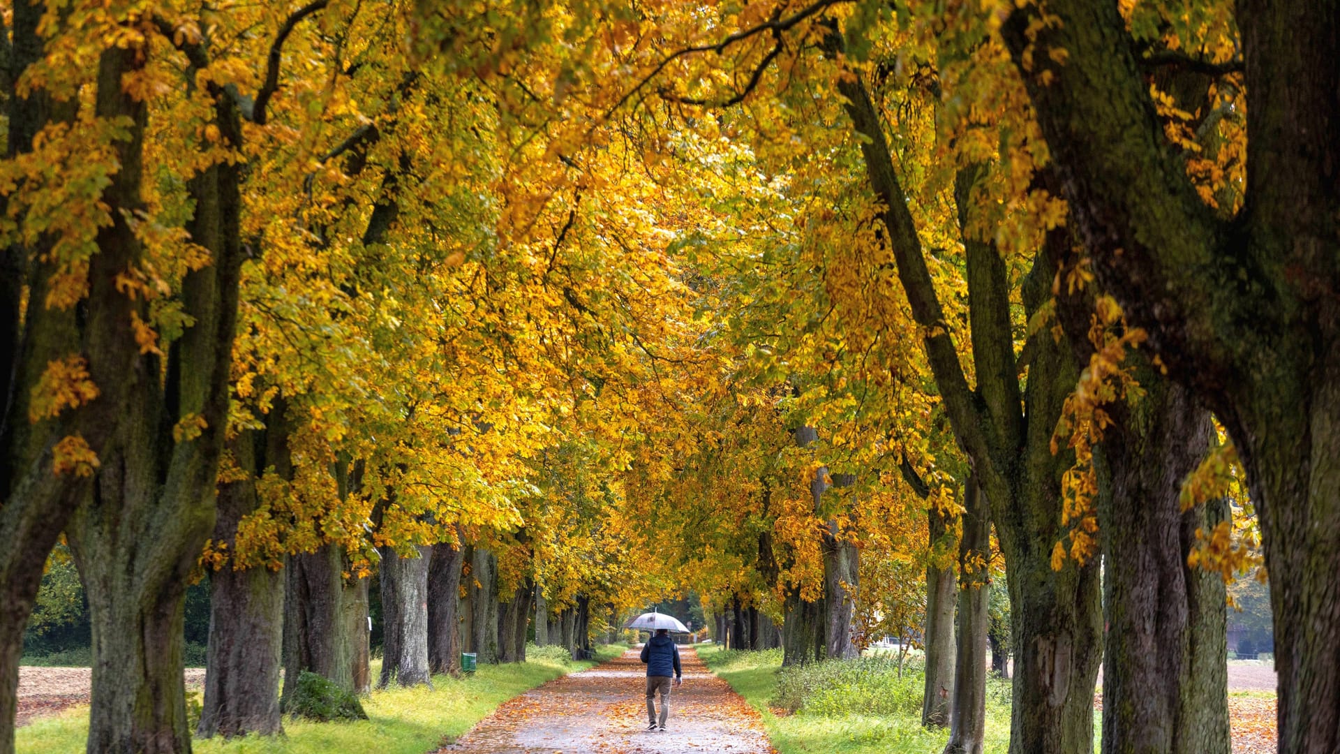 Regnerisches Wetter (Symbolbild): In weiten Teilen Deutschlands ist in den kommenden Tagen mit Regen zurechnen.