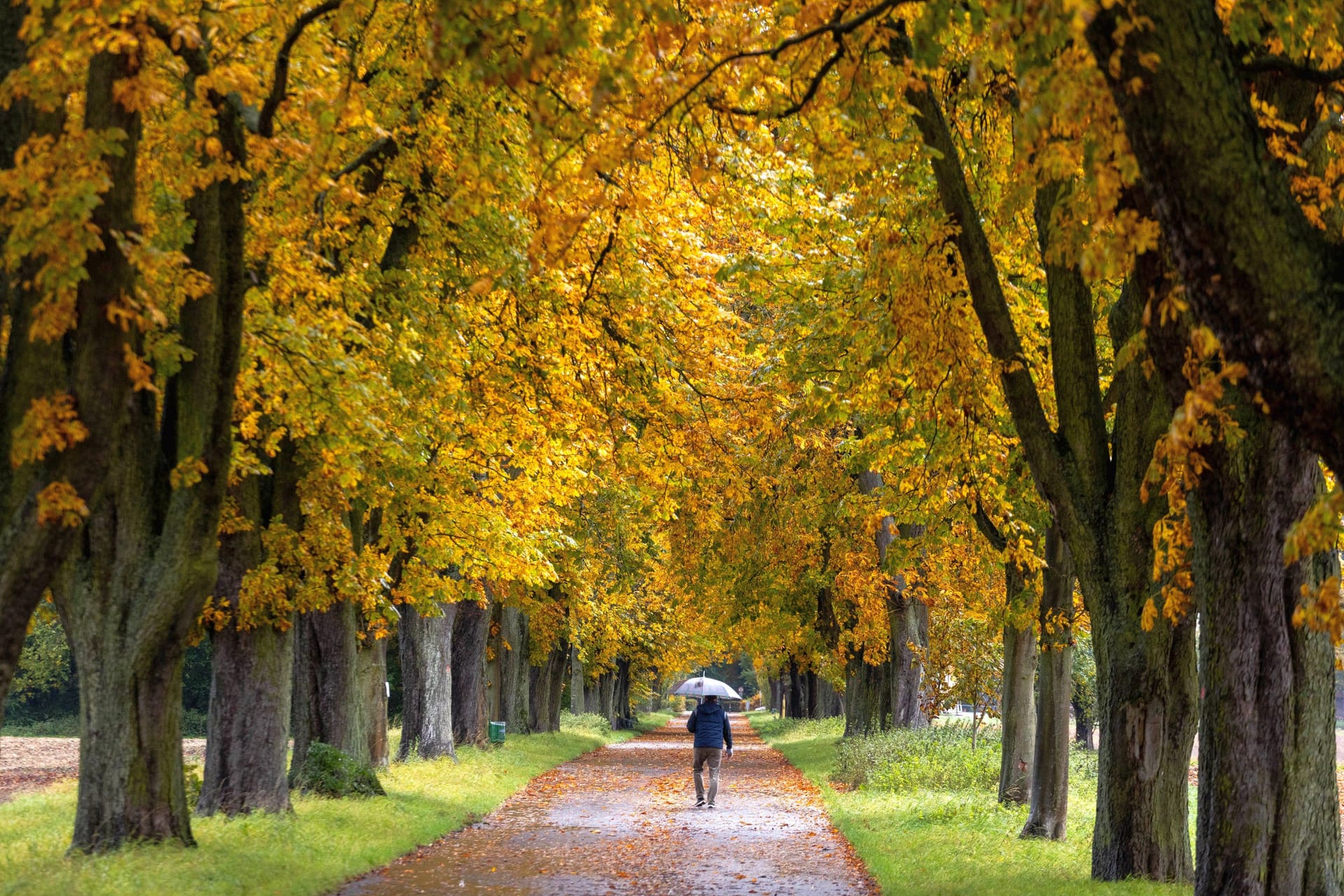 Regnerisches Wetter (Symbolbild): In weiten Teilen Deutschlands ist in den kommenden Tagen mit Regen zurechnen.