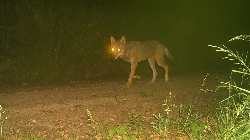 Von einer Fotofalle erwischter Wolf in Hessen (Archivbild): Aktuell gelang der Nachweis von sieben Welpen.