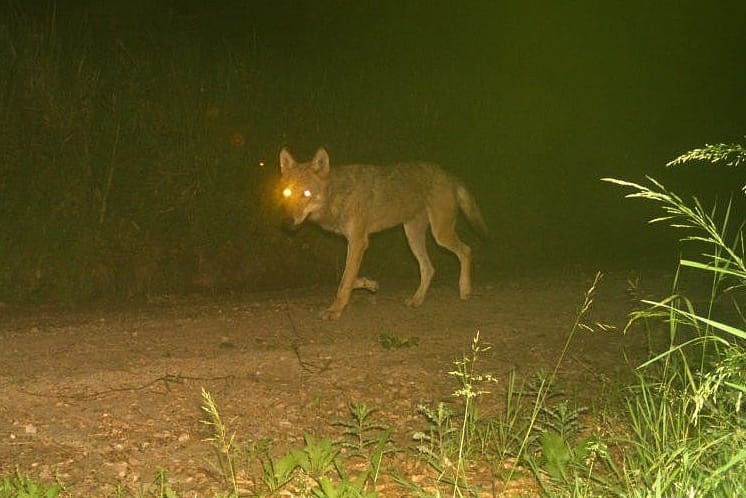 Von einer Fotofalle erwischter Wolf in Hessen (Archivbild): Aktuell gelang der Nachweis von sieben Welpen.