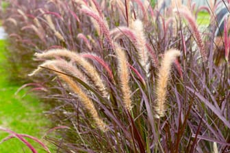 Winterharte Gräser dienen nicht nur als optisches Highlight im Garten, sondern können auch einen guten Sichtschutz bieten.