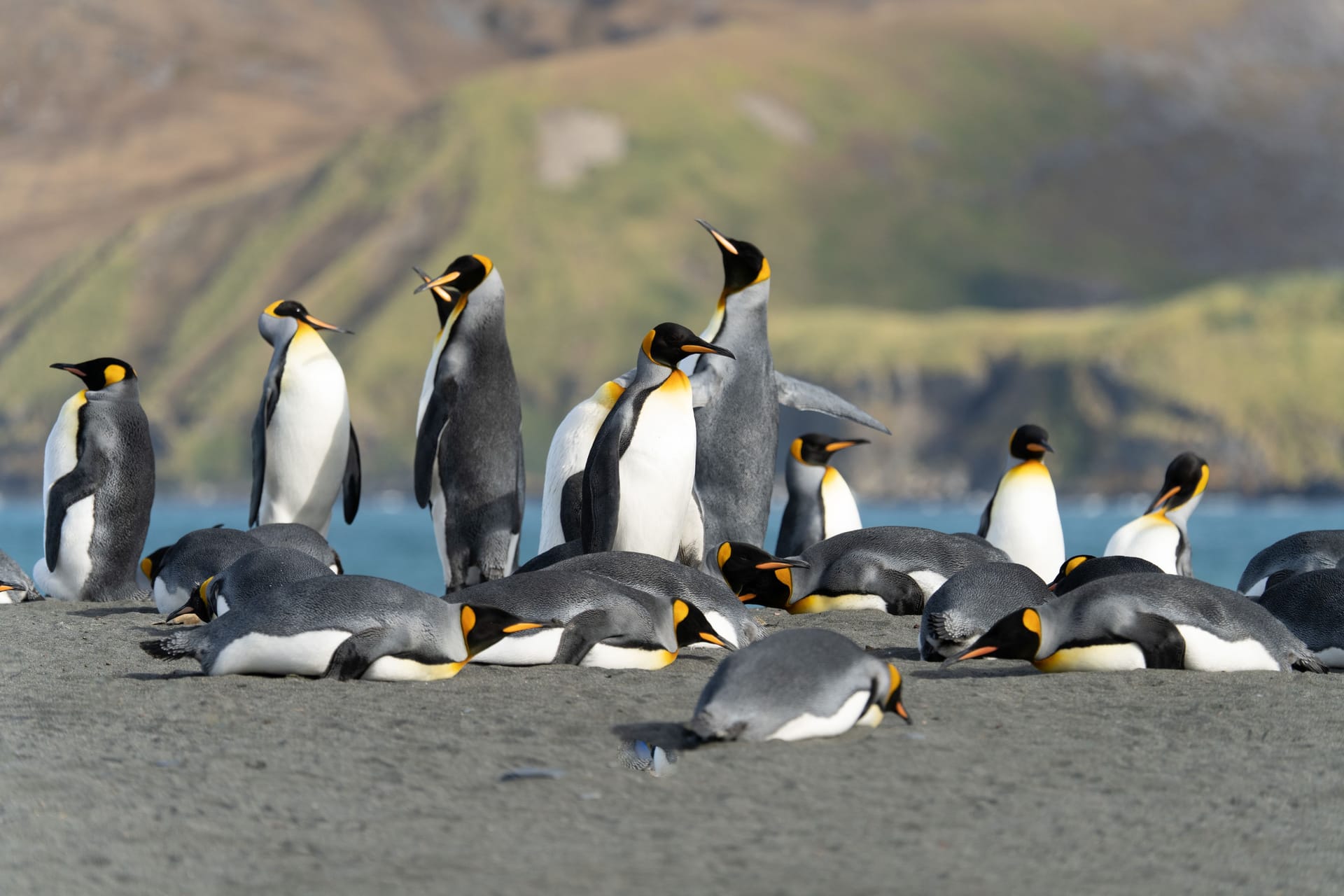 Königs-Pinguine: Sie gehören zu den Pinguin-Arten, die in der antarktischen Region ihre Brutgebiete haben.