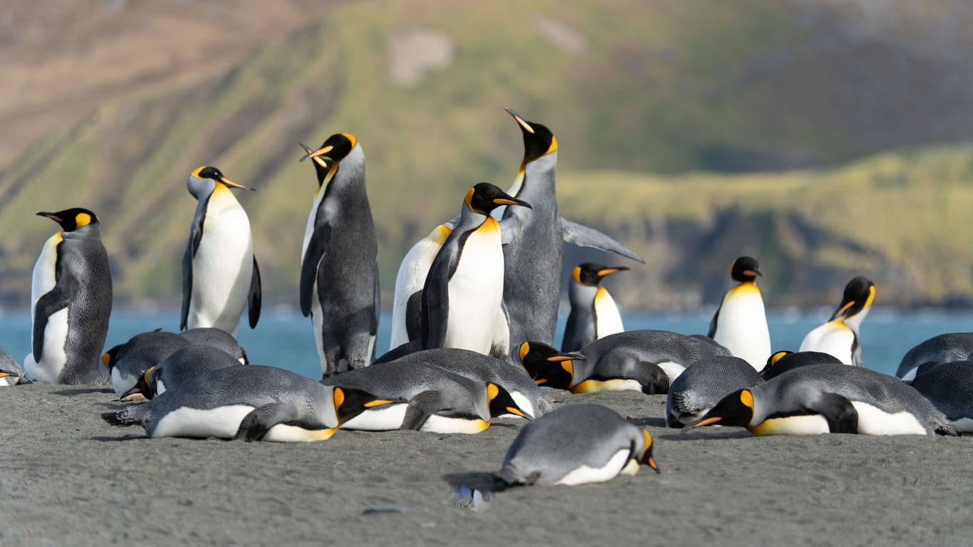 Königs-Pinguine: Sie gehören zu den Pinguin-Arten, die in der antarktischen Region ihre Brutgebiete haben.