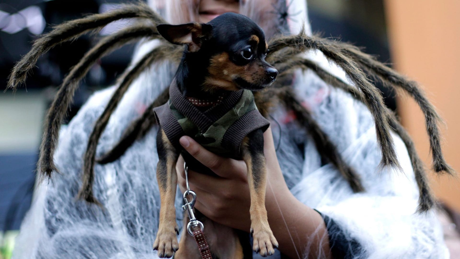 Ein Hund in einem Spinnenkostüm