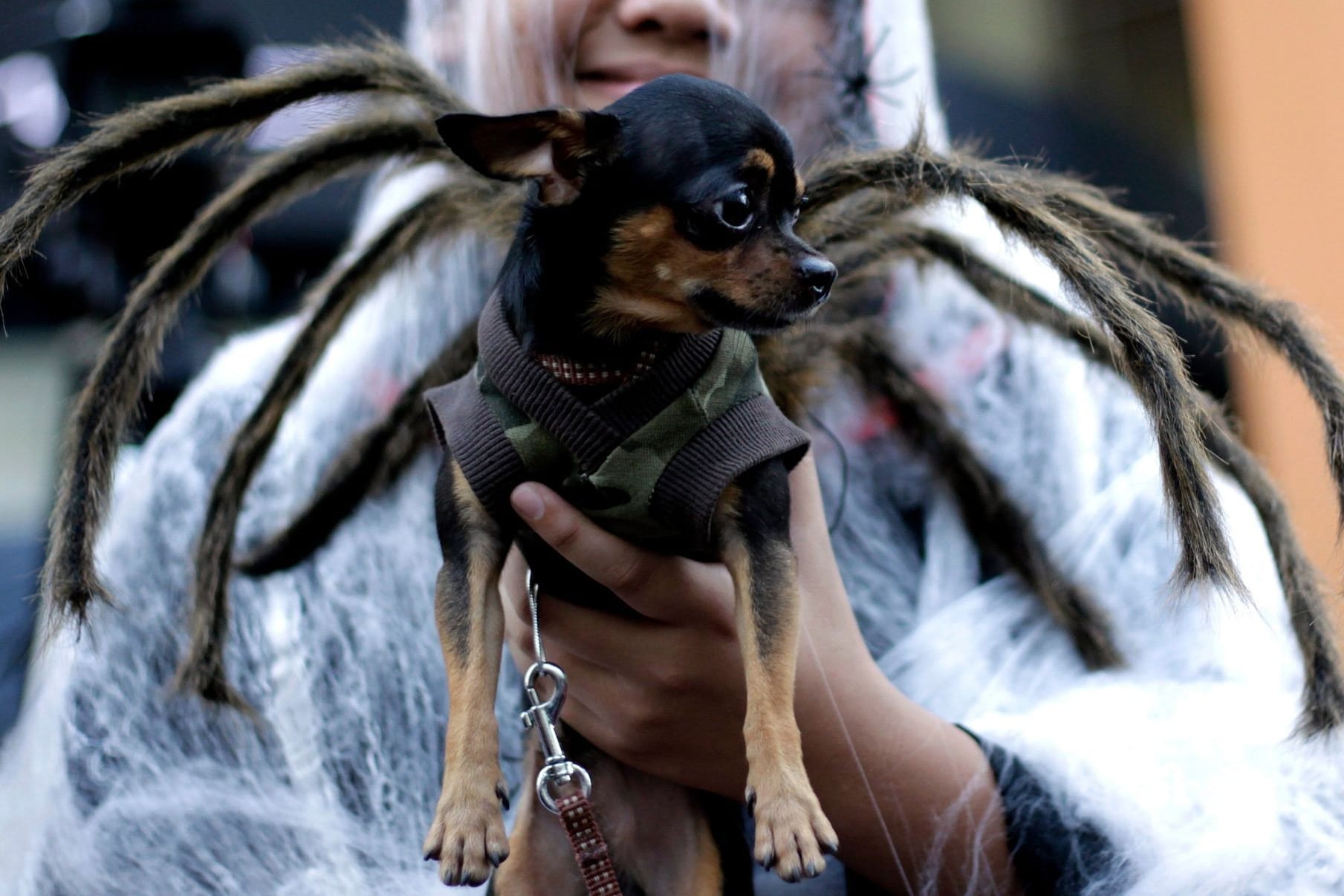 Ein Hund in einem Spinnenkostüm