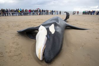 Gestrandeter Orca in Belgien