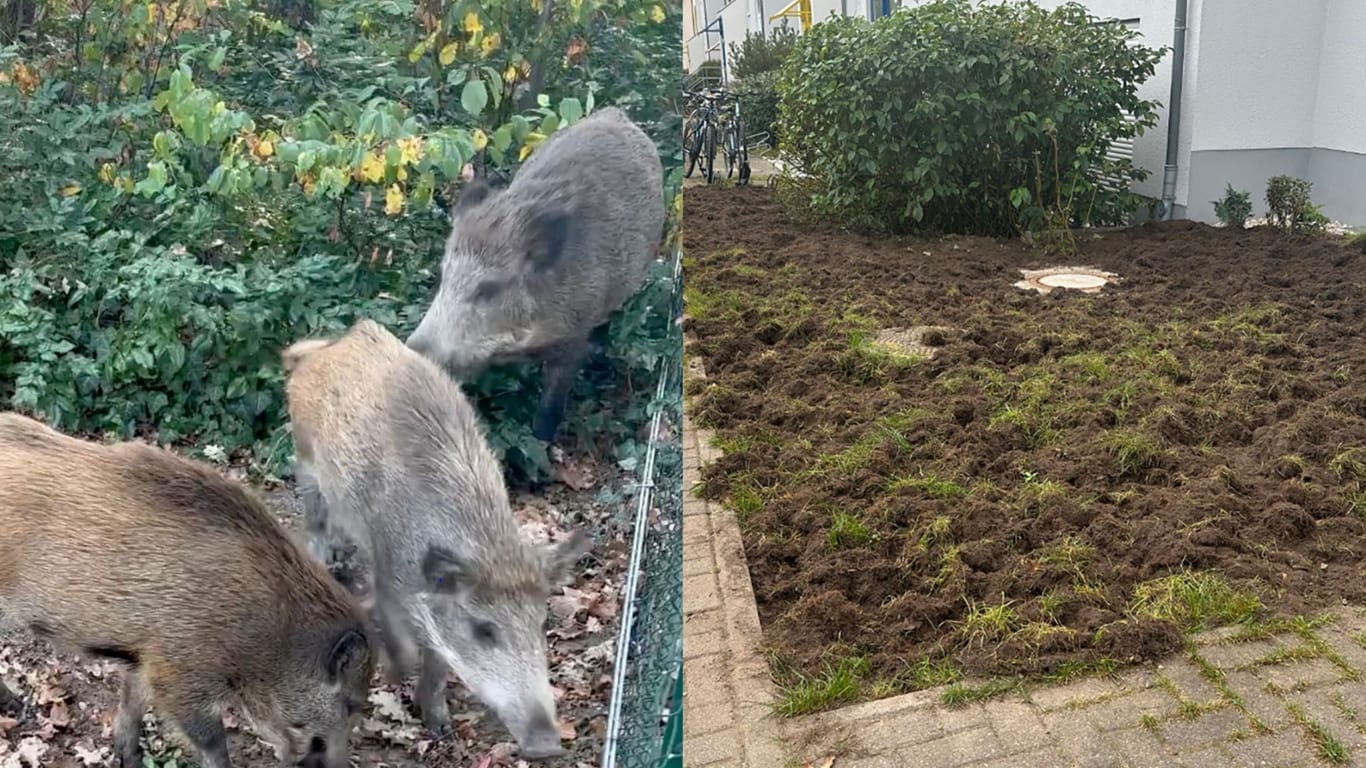 Wildschweine und eine kaputte Rasenfläche: In Kleinmachnow sorgen die Tiere für Verwüstung.