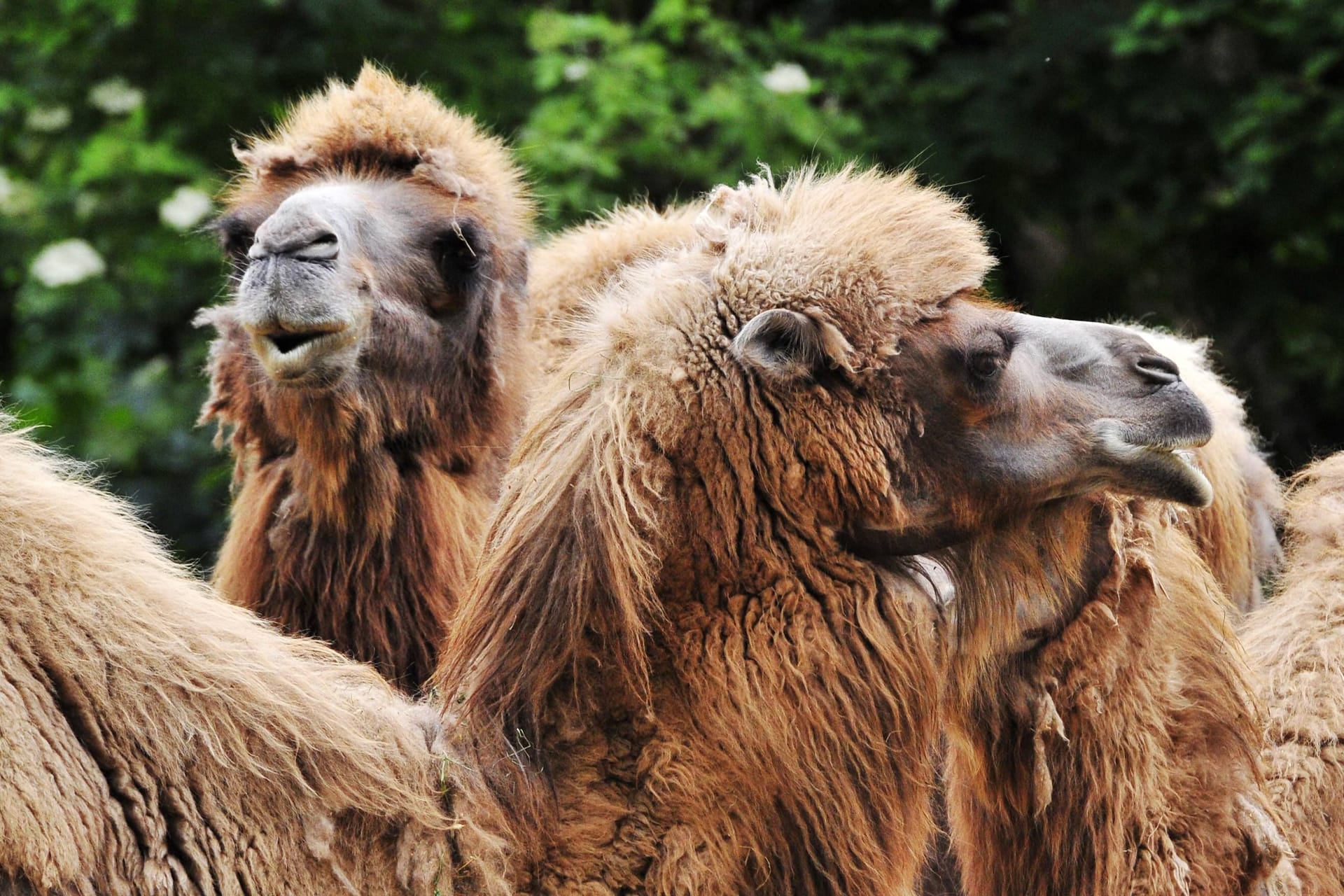 Tierpark Hagenbeck (Archivfoto): Eine asiatische Kameldame ist kürzlich verstorben.